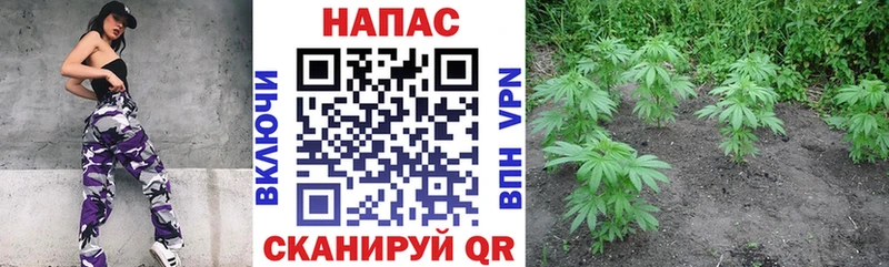 Купить где  Кувшиново  Каннабис план 